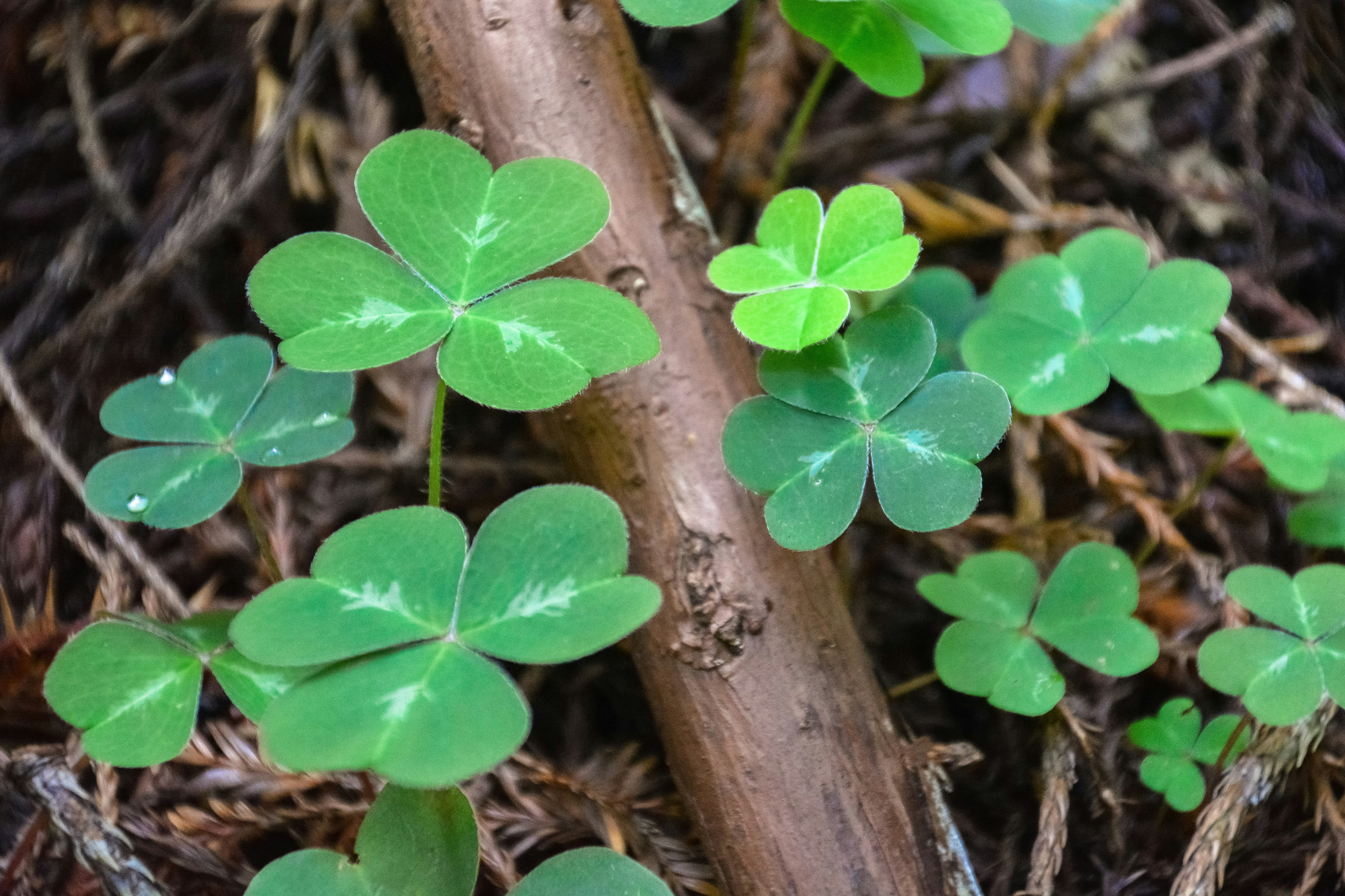 green leaves on brown wooden stick